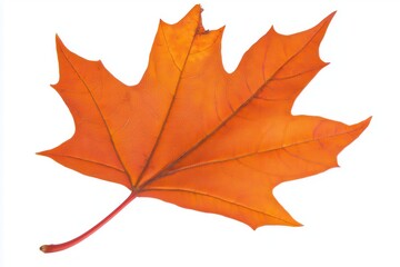 Vibrant orange maple leaf isolated on white background showcasing autumn colors (1)