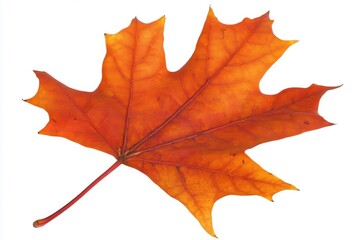 Fototapeta premium Vibrant orange maple leaf isolated on white background showcasing autumn colors and details (1)