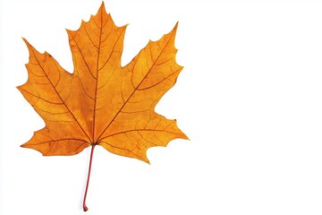 Vibrant orange maple leaf isolated on white background, showcasing autumn's beauty