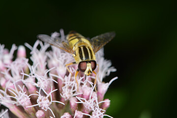 Große Sumpfschwebfliege, Helophilus trivittatus