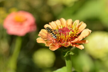 Große Sumpfschwebfliege,  Helophilus trivittatus