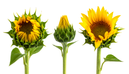 Three sunflowers at different blooming stages showing growth process with transparent background