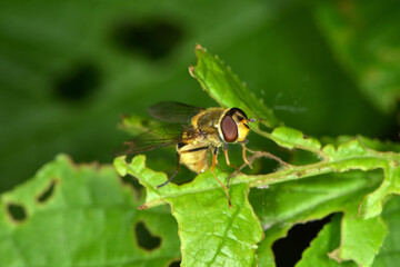Schwebfliegen, Grosse Schwebfliege, Syrphus ribesii