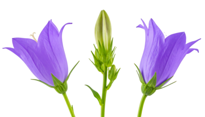 Set of three bellflower buds at different blooming stages showing the life cycle of the flower with transparent background