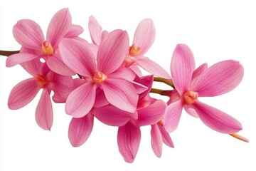 Vibrant pink orchids in full bloom, showcasing delicate petals against a white background