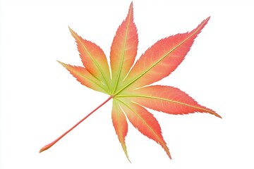 Vibrant red and green maple leaf isolated on white background, showcasing autumn colors