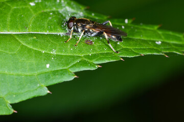 Schwebfliege,  Keulen-Grashalmschwebfliege,  Tropidia scita