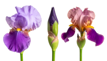 Set of three colorful irises at different blooming stages on transparent background