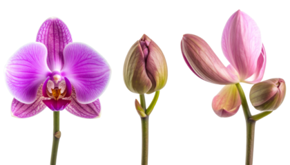 Set of three orchid buds at different blooming stages showing growth, with transparent background