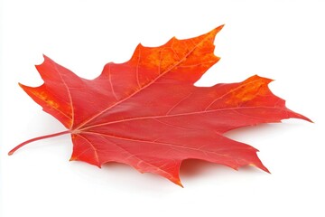 Obraz premium Vibrant red maple leaf isolated on white background showcasing autumn colors and texture
