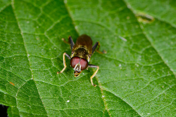 Schwebfliege,  Keulen-Grashalmschwebfliege,  Tropidia scita