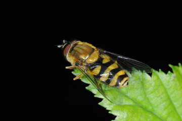 Schwebfliegen, Grosse Schwebfliege, Syrphus ribesii