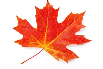 Vibrant red maple leaf showcasing autumn colors against a clean white background