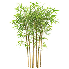 Naklejka premium Vibrant green bamboo plant lush foliage closeup