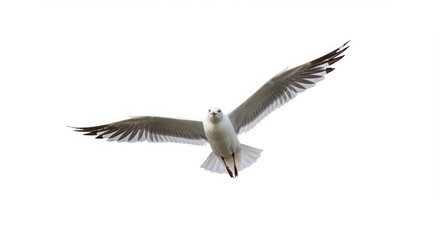 Obraz premium Seagull soars gracefully in flight with wings spread wide against white