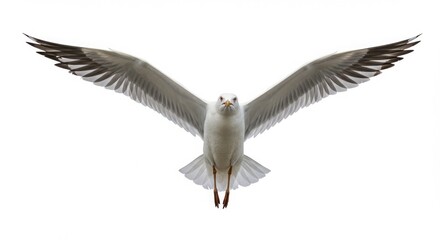 Fototapeta premium Seagull soars overhead with wings fully extended against a white backdrop