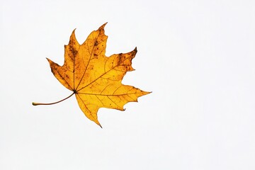 Vibrant yellow maple leaf isolated on white background, showcasing autumn's beauty
