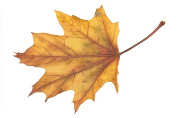 Vivid autumn maple leaf showcasing vibrant yellow hues against a clean white background