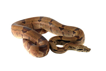 Boa constrictor imperator closeup head on isolated background, Boa constrictor imperator snake on white background