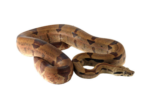Boa constrictor imperator closeup head on isolated background, Boa constrictor imperator snake on white background