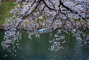 満開の桜の向こうの池に青いボート