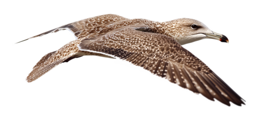 Seagull for Coastal Wildlife and Nature Art - Isolated on White Background