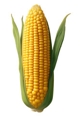 Obraz premium Single ear of corn, ultra sharp, natural textures, floating on a clear background, macro photography style, bright soft lighting