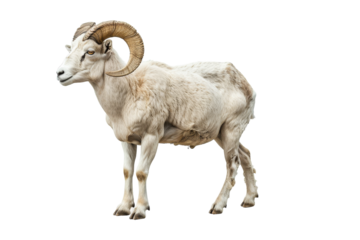 The Traits of Aries: March 21 - April 19 Isolated On White Background.