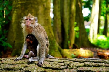 Bonnet macaque (Macaca radiata) sitting hugging its baby