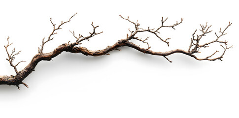 Fototapeta premium A bare, gnarled branch isolated on white background