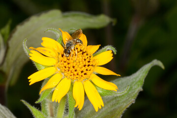  Sechsbindige Furchenbiene, Halictus sexcinctus