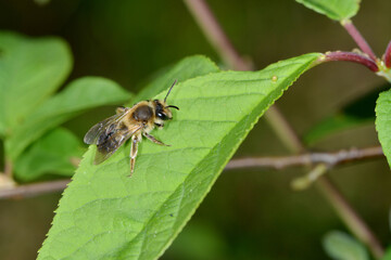 Sandbienen, Erdbienen,  Andrena apicata