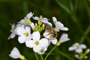 Frühlings-Seidenbiene,  Colletes cunicularius