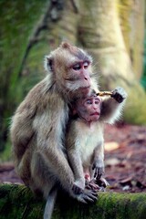 Close up of Bonnet Macaque Indian with baby monkey