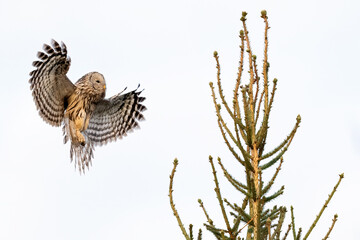 Ural owl landing on top of the tree