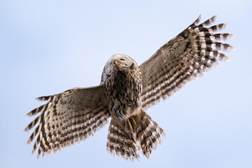 Ural owl flight in the sky
