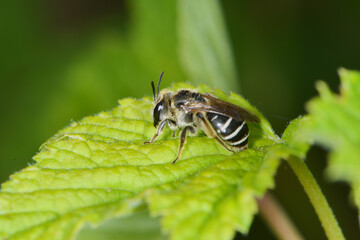  Gemeine Sandbiene,  Andrena flavipes