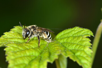  Gemeine Sandbiene,  Andrena flavipes