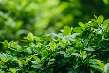 Fototapeta premium Lush green foliage