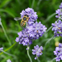 Blattschneiderbiene, Megachile versicolor