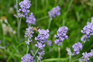 Obraz premium Blattschneiderbiene, Megachile versicolor
