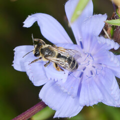  Gemeine Sandbiene,  Andrena flavipes