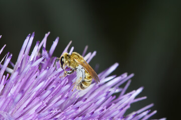  Goldglänzende Furchenbiene,  Halictus subauratus,  Furchenbiene,  Halictus spp.