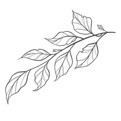 illustration of a branch with leaves
