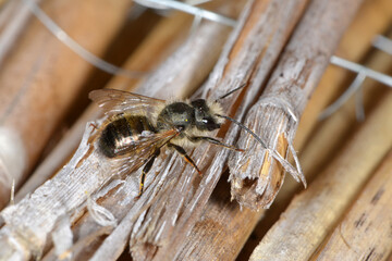 Gehörnte Mauerbiene, Osmia cornuta