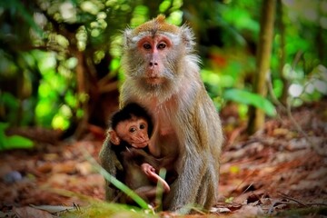 Close up of Bonnet Macaque indian mother nursing her baby