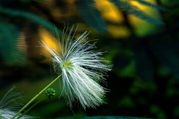 Calliandra Tropical Flower white color