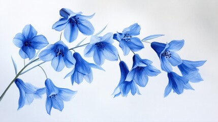 Fototapeta premium Bluebell flowers on clean white canvas