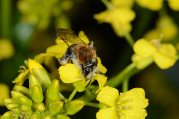 Rostrote Mauerbiene,  Osmia bicornis