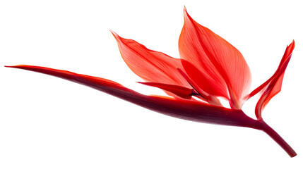Red exotic heliconia blossom, cut out transparent